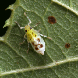 hackberry blistergall psyllid