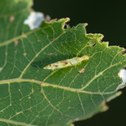 hibiscus leafminer