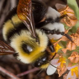 high country bumble bee