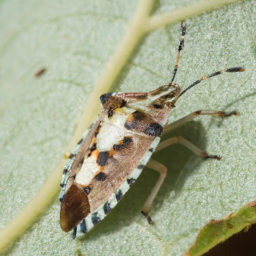 hollyhock plant bug
