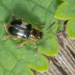 horseradish flea beetle