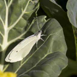 imported cabbageworm