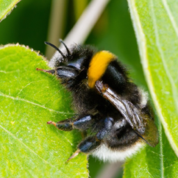 indiscriminate cuckoo bumble bee