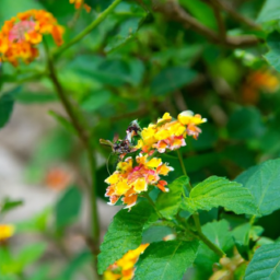 lantana hispid