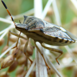large bigeyed bug