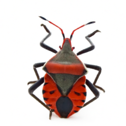 large kissing bug