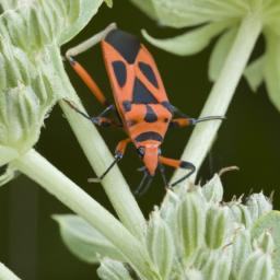 large milkweed bug