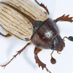 larger Mexican pine beetle