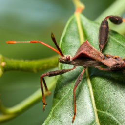 leaffooted bug