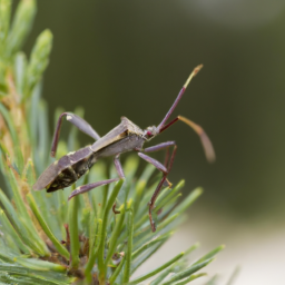 leaffooted pine seed bug