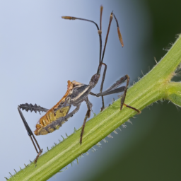 leafhopper assassin bug