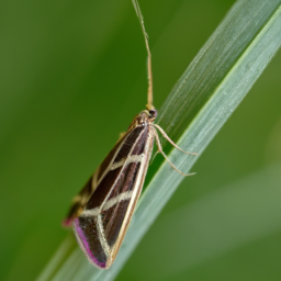 leek moth