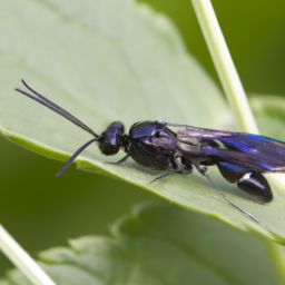 lesser ensign wasp