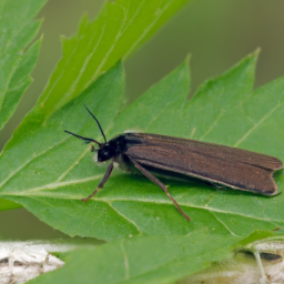 lesser grain borer