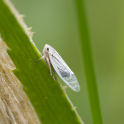 lesser lawn leafhopper