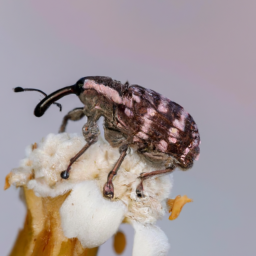 lesser orchid weevil