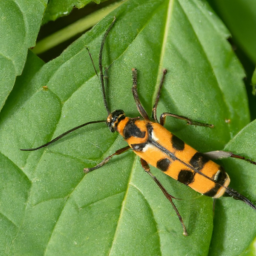 lesser peachtree borer