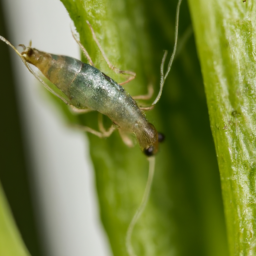 lettuce root aphid