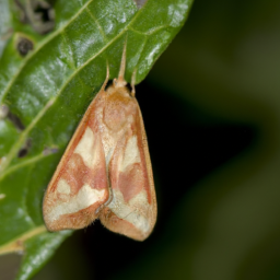 light brown apple moth