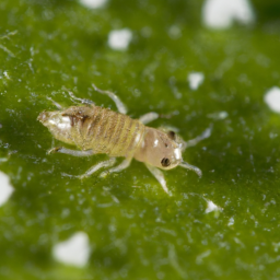 lily bulb thrips