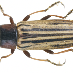 lined click beetle