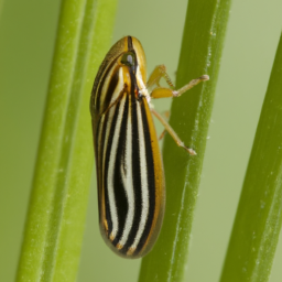 lined spittlebug