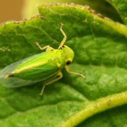 little green leafhopper