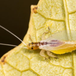locust leafminer