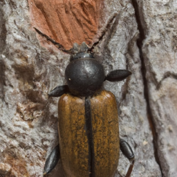 lodgepole cone beetle*