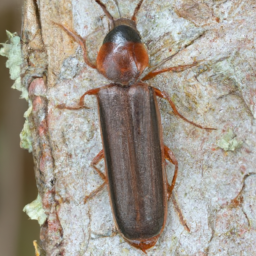 lodgepole needleminer