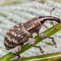 lodgepole terminal weevil