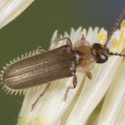 longheaded flour beetle