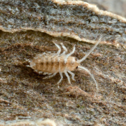 longnosed cattle louse