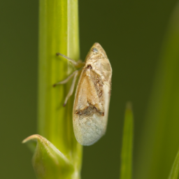 meadow spittlebug