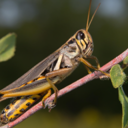 migratory grasshopper