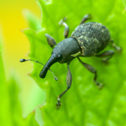 mile-a-minute weevil