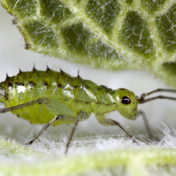 mint aphid