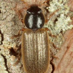 native elm bark beetle