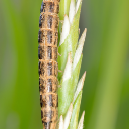 nutgrass armyworm