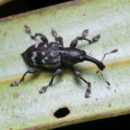 obscure root weevil