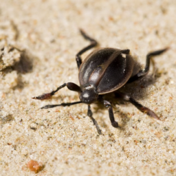 oceanic burrower bug