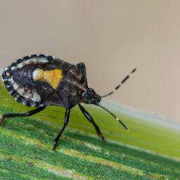 onespotted stink bug