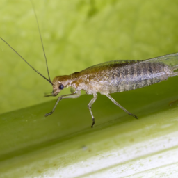 onion aphid
