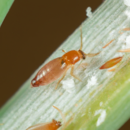 onion thrips