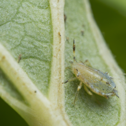 ornate aphid