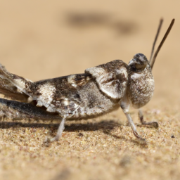pallidwinged grasshopper