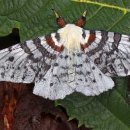 pandora moth