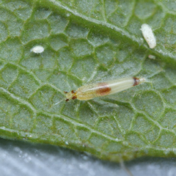 pea leafminer