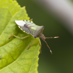 pear plant bug