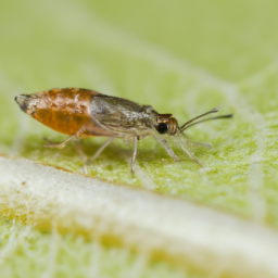 pear thrips
